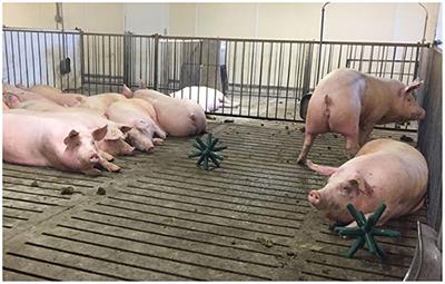 Short-Term Impact of Point-Source Enrichment on the Behavior of Gestating Sows Housed in Groups